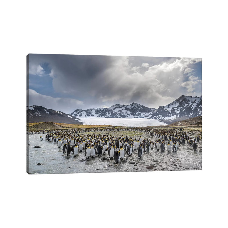 King Penguin Rookery In St. Andrews Bay. Adults Molting. South Georgia Island by Martin Zwick - Wrapped Canvas Print