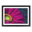 Bright Pink Gerbera Flower Painting - Single Picture Frame Print on MDF-56632929-56632931