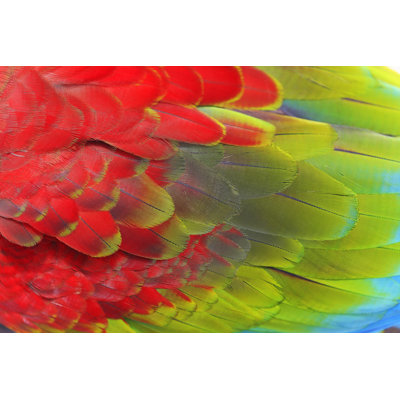 Safari d'oiseaux par Agustavop