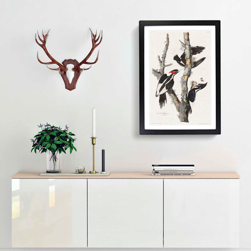 Ivory Billed Woodpeckers by John Audubon - Framed Print, 48cm H x 36cm W x 2cm D, Black Framed