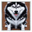  Tapis lavable Husky de Sibérie-880926068