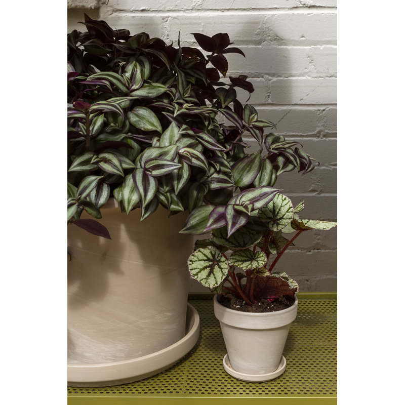 Pot à fleurs Rebertha, H 4,25 po x l 4,5 po x P 4,5 po
