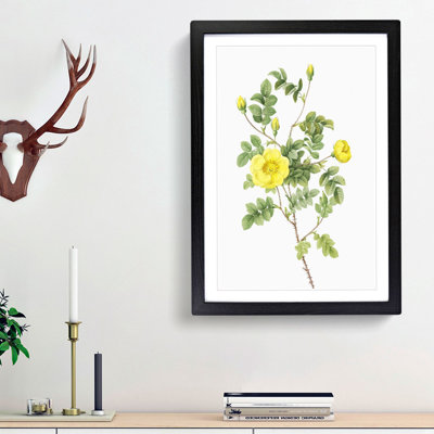 Sweetbriar Rose in Yellow by Pierre-Joseph Redoute - Picture Frame Art Prints