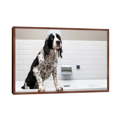 Adorable Springer Spaniel Dog In Tub II by Susan Schmitz - Print on Canvas