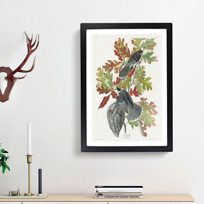 Canada Jay Birds by John Audubon - Picture Frame Painting Print, 36cm H x 27cm W x 2cm D, Black Framed