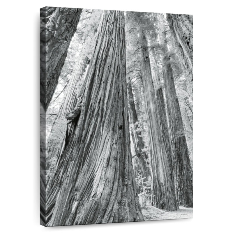 Harnek Redwoods Forest BW, 45" H x 30" W