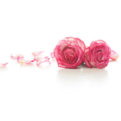 Pink roses and petals