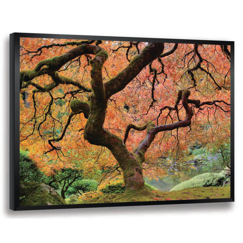 « japanese érable tree »-cadre photo, impression sur papier, H 14 po x l 18 po
