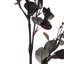 Jet d'eucalyptus-1037776853