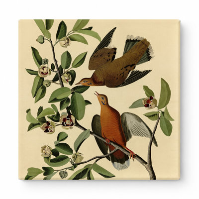 Zenaida Dove, plaque CLXII (1827-1838) - art mural carré sur toile