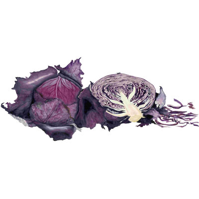 " Watercolor Purple Cabbage " by Michael Willett Painting Print