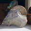 Ammonite fossile dans la matrice - Maroc
