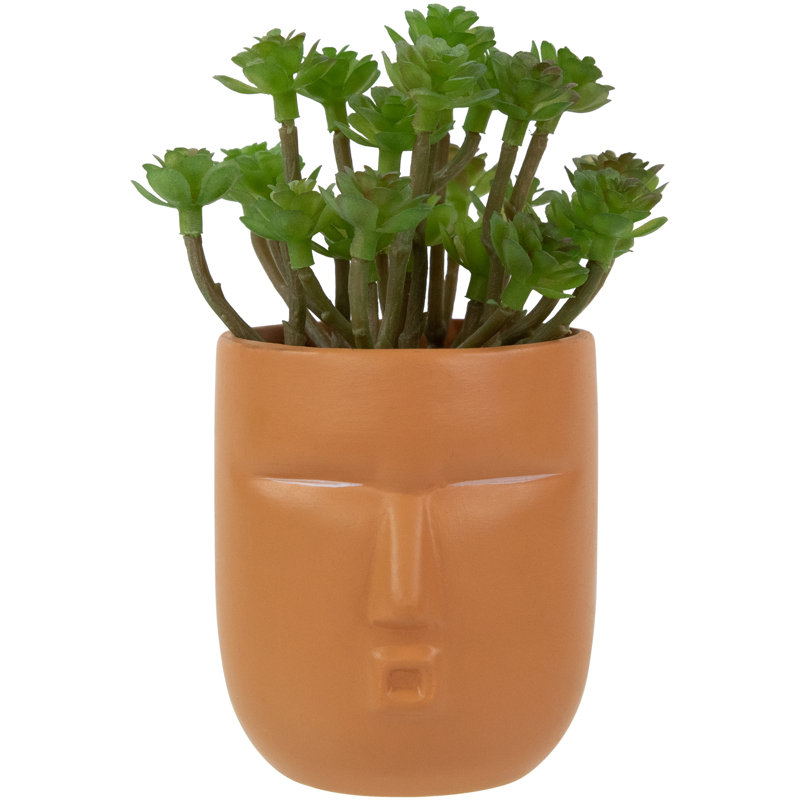 5,5 plante