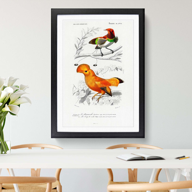 Bird Illustrations PL. 5B by Charles D' Orbigny - Single Picture Frame Painting, Black Framed, 63cm H x 45cm W x 2cm D