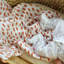 Swaddle