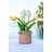 Tulip Arrangement in Planter