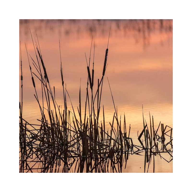 Cattails At Sunrise, Bosque Del Apache National Wildlife Refuge, New Mexico by Maresa Pryor - Wrapped Canvas Print