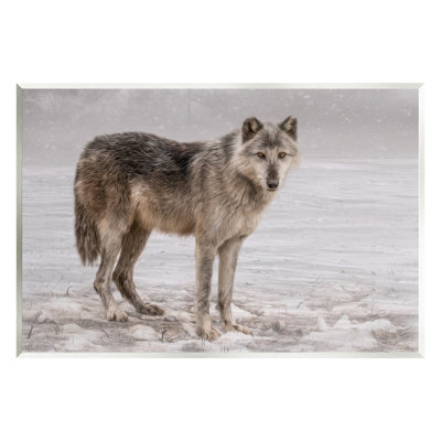 " Lone Coyote Wolf Snowy Field Landscape Intricate Details " by Kelley Parker