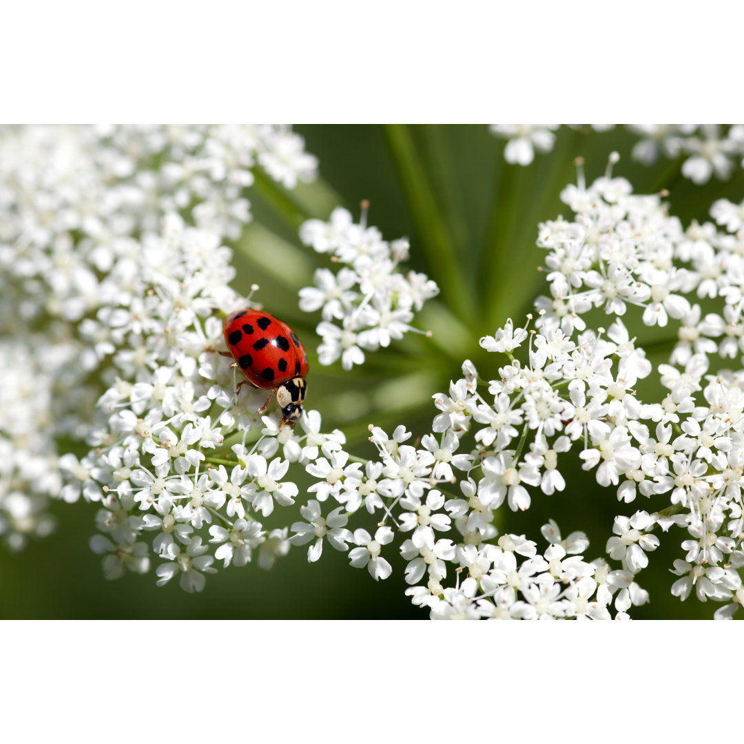 Leuchtend roter Marienkäfer von Fotogaby - Druck