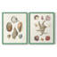 Knorr Shells & Coral I-Premium, reproduction encadrée prête à accrocher - aucun clou requis - aucun clou requis-108021008-108021009