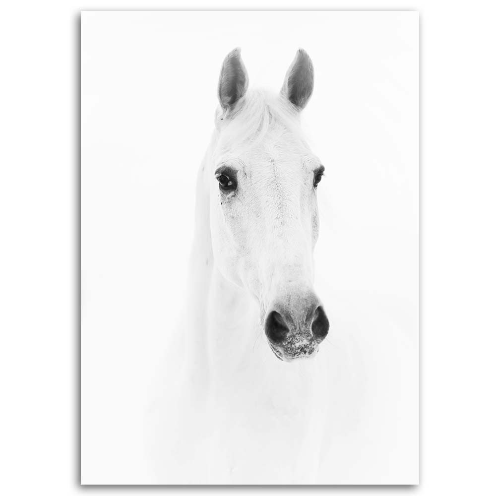 Leinwandbild Grey horse