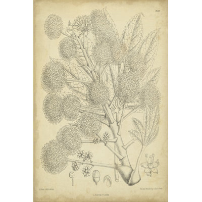 Vintage Curtis Botanical IV by Curtis - Wrapped Canvas Art Prints