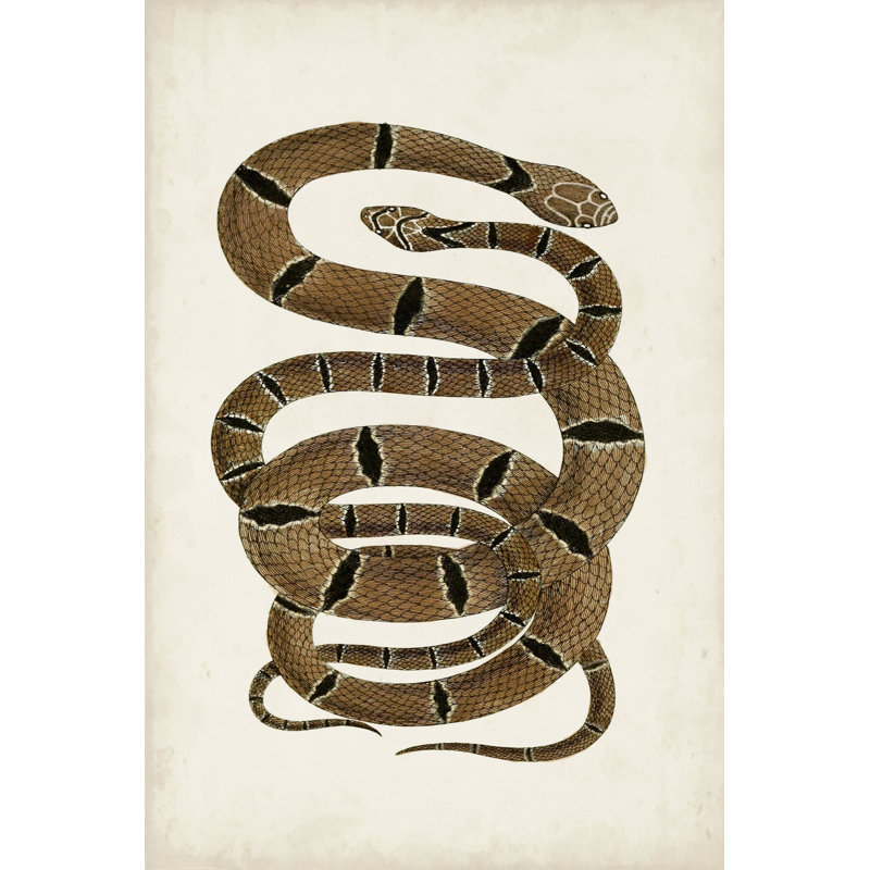 Antique Snakes III - Wrapped Canvas Art Prints, 91cm H x 61cm W, Wrapped Canvas