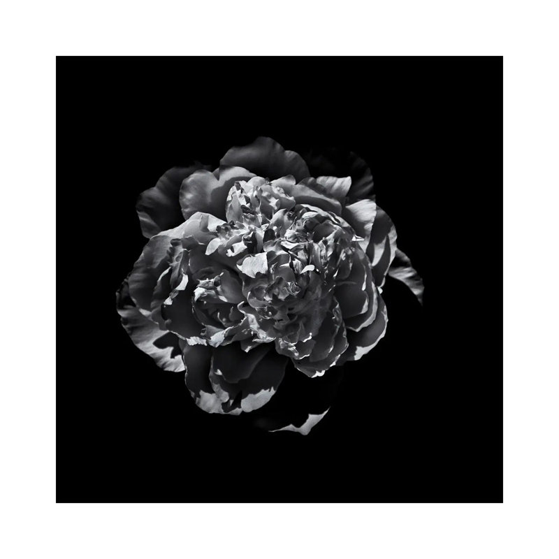 Black And White Camelia III by Brian Carson - Wrapped Canvas Print, 66.04 cm H x 66.04 cm W x 1.91 cm D