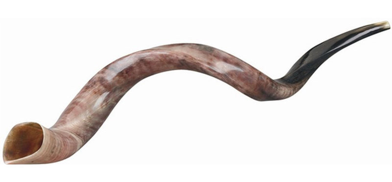 Cornes yéménites ultimes casher shofar de Judaica, H 4 po x l 37 po x P 4 po