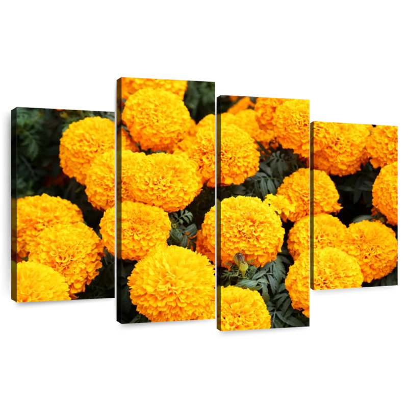 Harnek Mexican Marigold Flowers, 27" H x 43" W