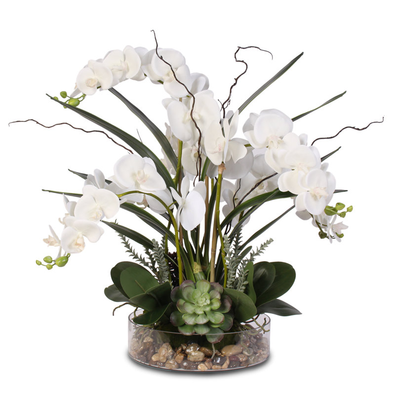 Primrue Phalaenopsis Orchid with Succulents Floral Arrangement in Pot ...