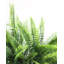 Faux Fern Branch