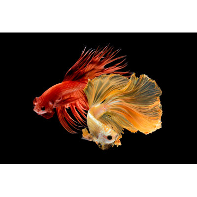 Firdows " Siamese Fighting Fish Isolated "