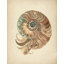 Elegant Nautilus Shell Print by Other Artist