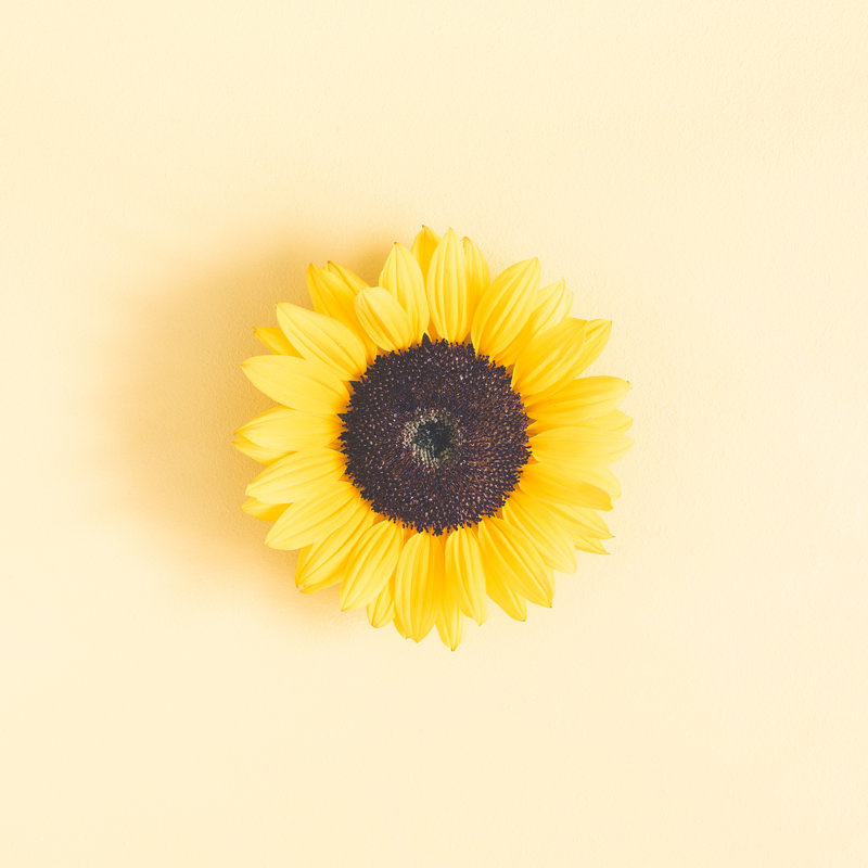 Sunflower by Povareshka - Wrapped Canvas Print, 122cm H x 122cm W
