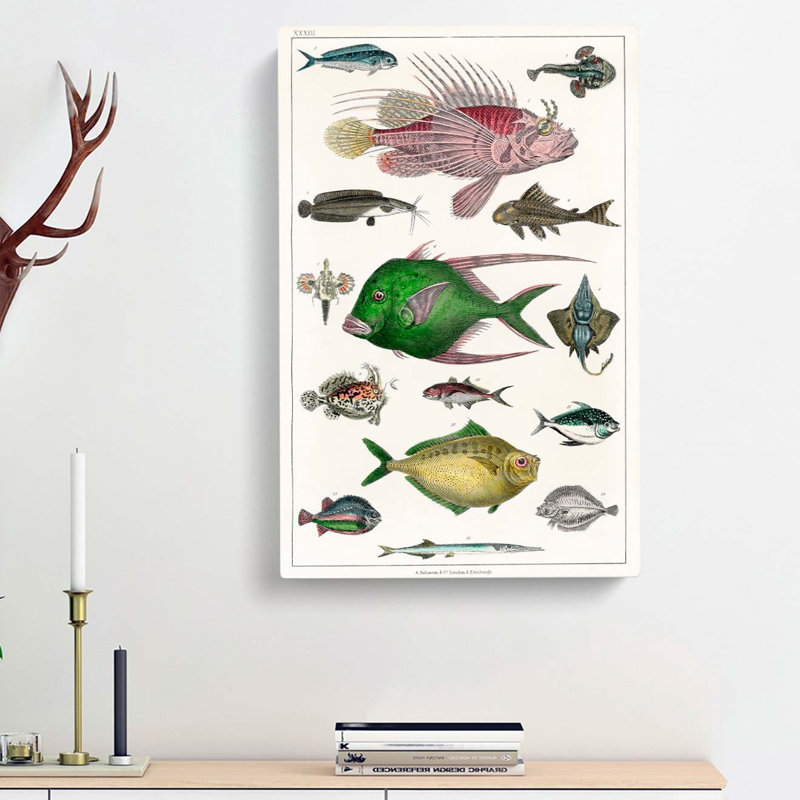 Various Fishes XXXIII by Oliver Goldsmith - Wrapped Canvas Painting Print, 50cm H x 35cm W x 3cm D