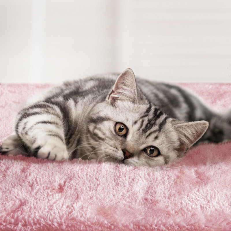 Zermatt 106cm H Cat Tree, Pink