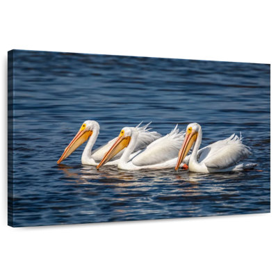Brampt Ding Darling White Pelicans