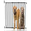 Wilkinsburg Metal Pet Gate Accessory-235870176