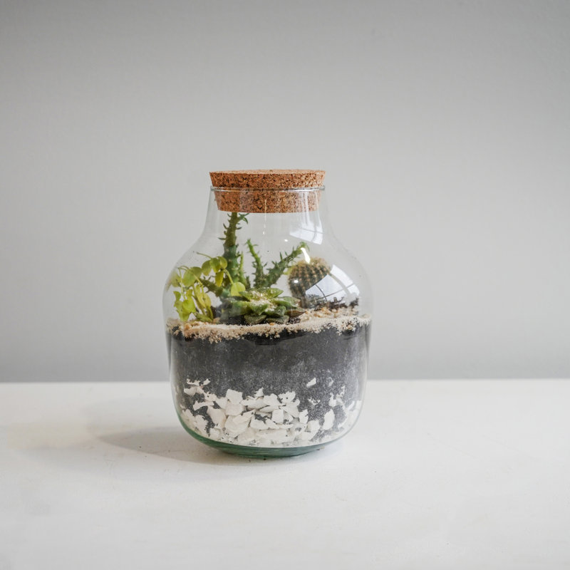 Angluar Glass Terrarium