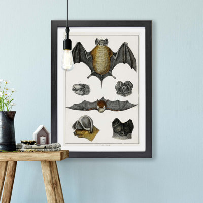 Various Bats XIII - Framed Print