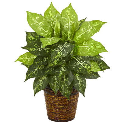 Porte-plante en panier de dieffenbachia 13 po