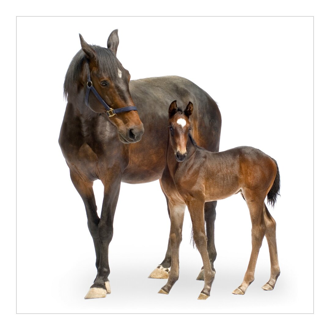 Seidenmatte Tapete Trakehner Mare and Foal