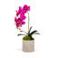 Orchid Plant in Pot Set-1952217758