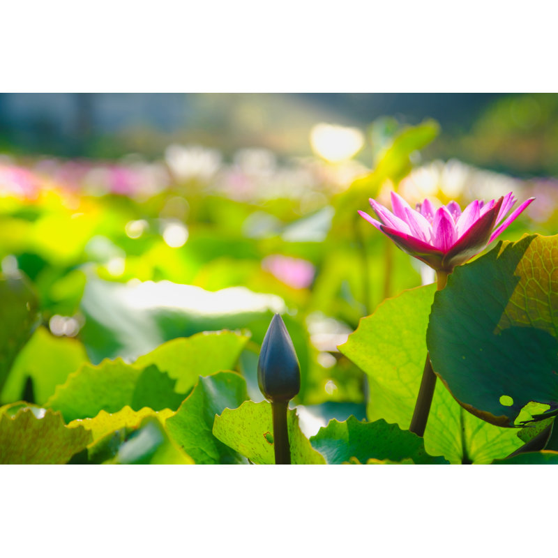 Beautiful Water Lily Or Lotus Flower Blooming by Iphotothailand - Wrapped Canvas Print, 30cm H x 46cm W x 3.8cm D