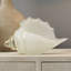 Triton Shell in Steel Blown Glass-1592586704