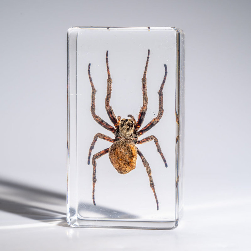 Genuine Medium Spider In Lucite