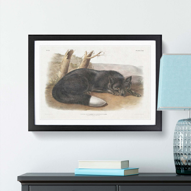 American Black Fox by J.W. Audubon - Single Picture Frame Painting, 33cm H x 45cm W x 2cm D, Black Framed