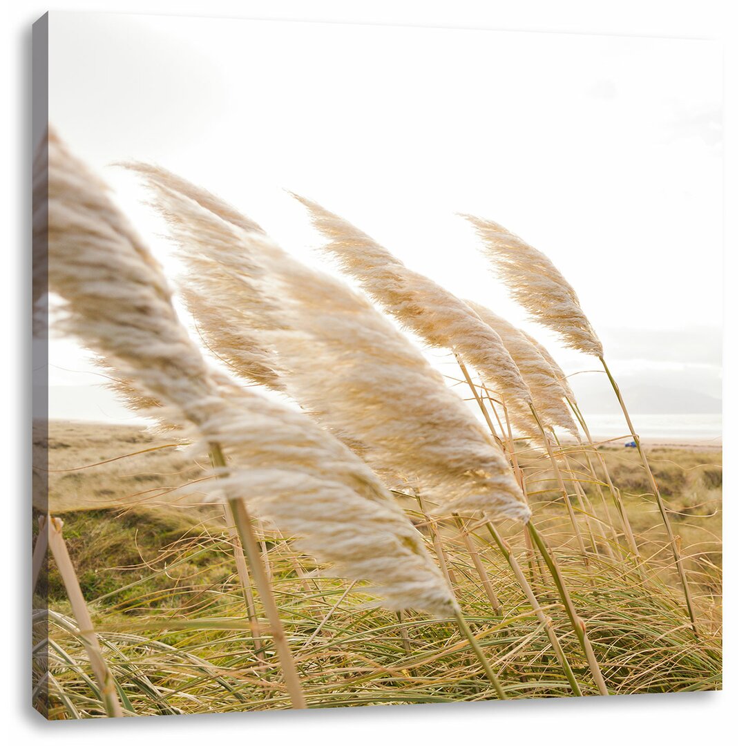 Leinwandbild Schönes Schilf in den Dünen