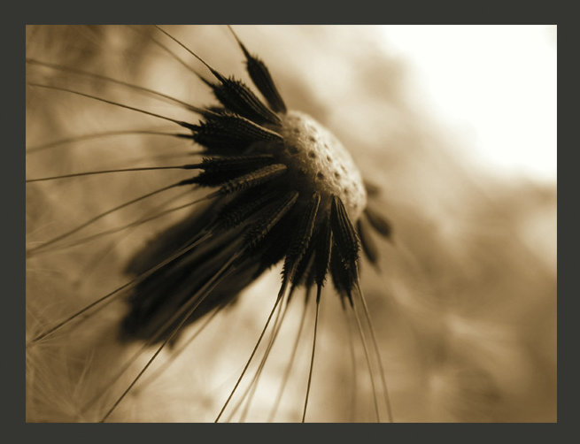 Sepia Dandelion 270cm x 350cm Wallpaper, 350 cm x 270 cm